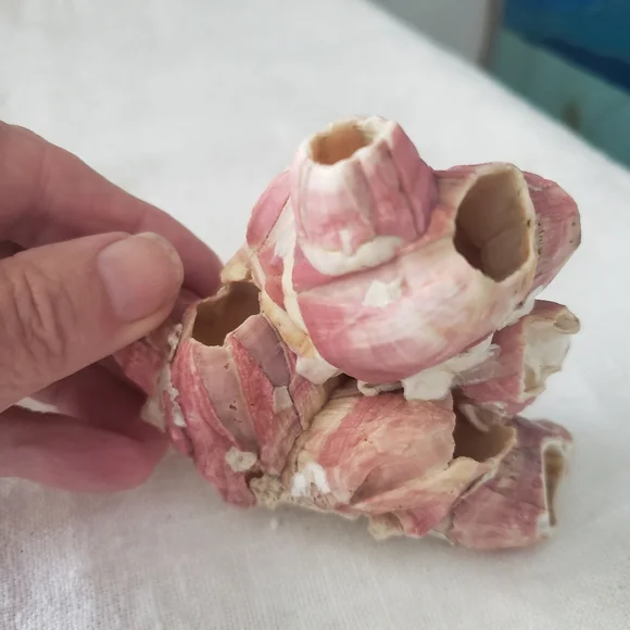 Shells And Barnicle East Coast Florida - Picture 4 of 10